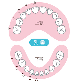 歯の発達イメージ